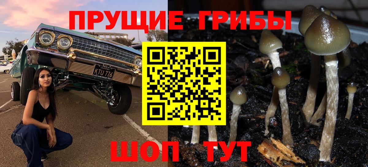 Сорочинск  Псилоцибиновые грибы Cubensis  Вход с VPN  Псилоцибиновые грибы мицелий 